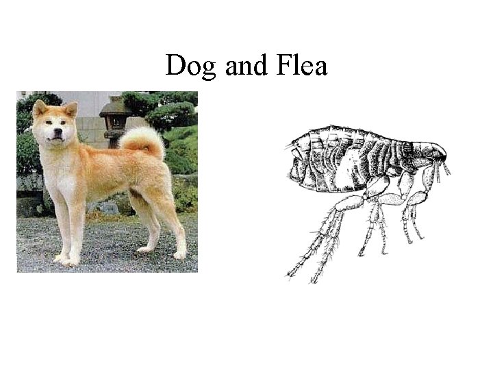 Dog and Flea 