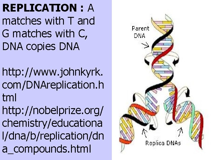 REPLICATION : A matches with T and G matches with C, DNA copies DNA
