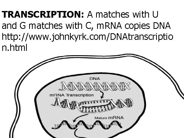 TRANSCRIPTION: A matches with U and G matches with C, m. RNA copies DNA