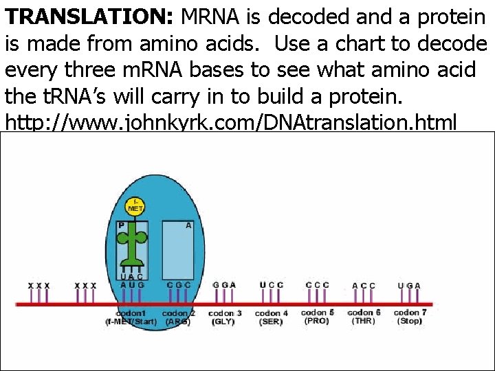 TRANSLATION: MRNA is decoded and a protein is made from amino acids. Use a