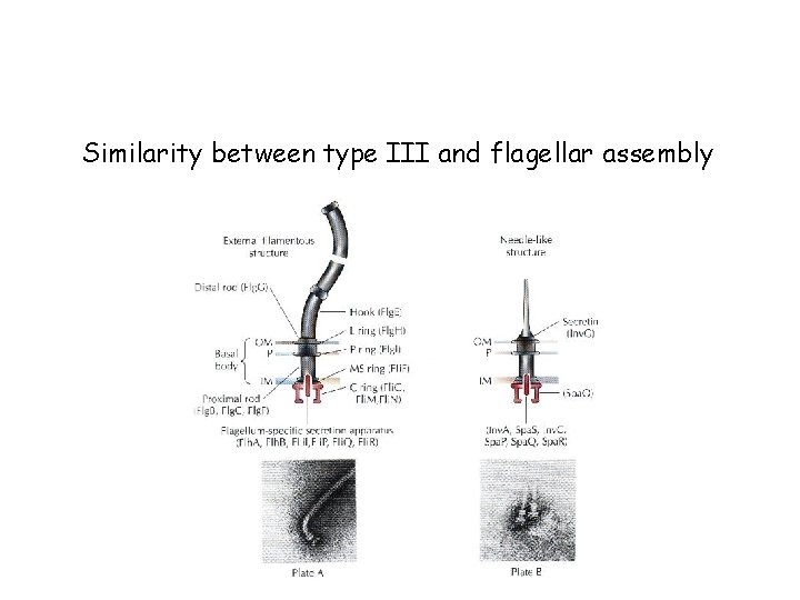 Similarity between type III and flagellar assembly 