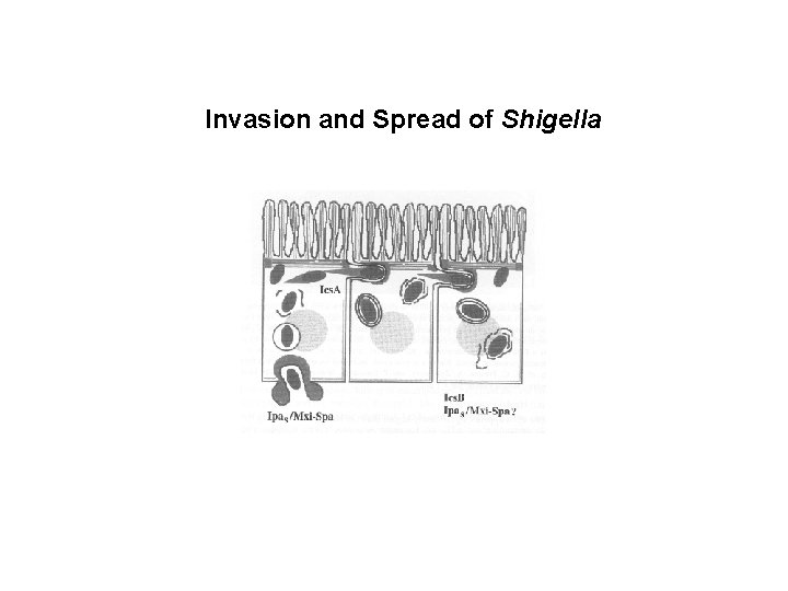 Invasion and Spread of Shigella 