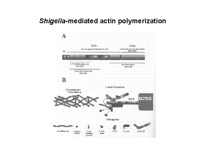 Shigella-mediated actin polymerization 