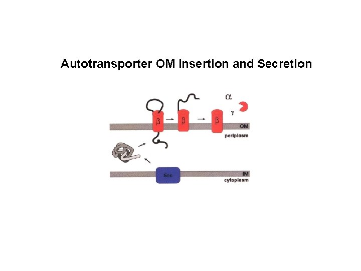 Autotransporter OM Insertion and Secretion 