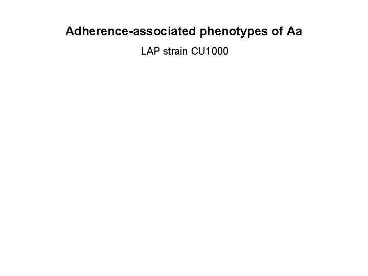 Adherence-associated phenotypes of Aa LAP strain CU 1000 