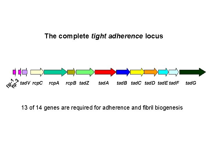 flp flp-1 -2 The complete tight adherence locus tad. V rcp. C rcp. A