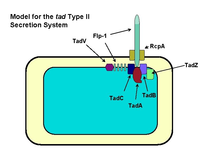 Model for the tad Type II Secretion System Tad. V Flp-1 Rcp. A Tad.