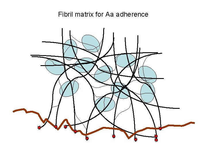 Fibril matrix for Aa adherence 