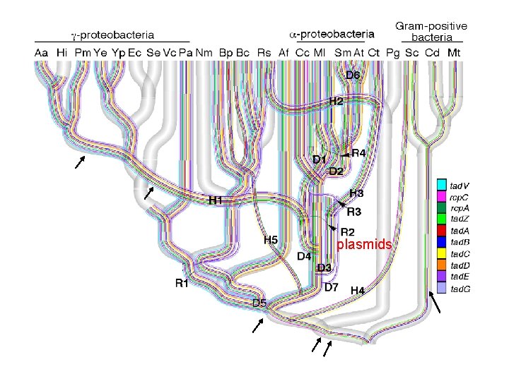 plasmids 