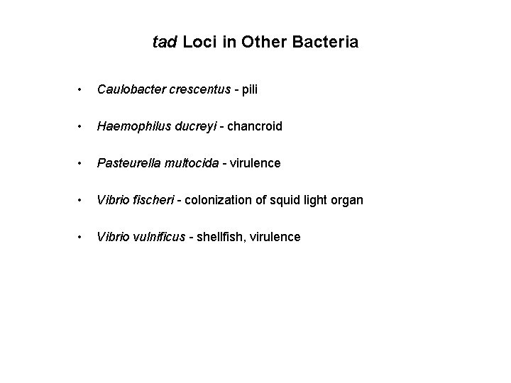 tad Loci in Other Bacteria • Caulobacter crescentus - pili • Haemophilus ducreyi -