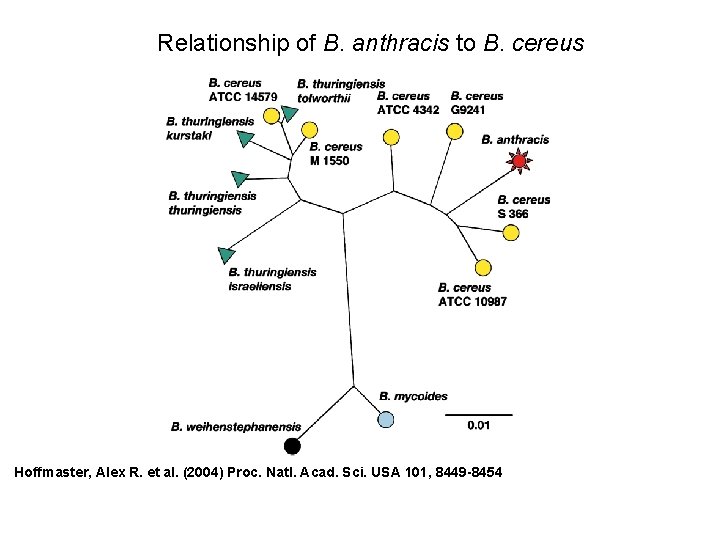 Fig. 2. Unrooted, neighbor-joining tree derived from multiple-locus sequence typing of B. cereus G