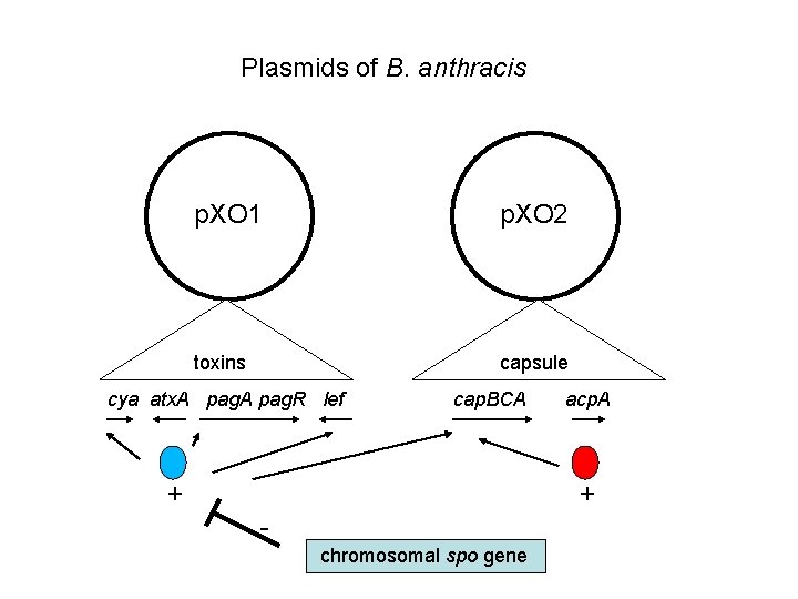 Plasmids of B. anthracis p. XO 1 p. XO 2 toxins capsule cya atx.