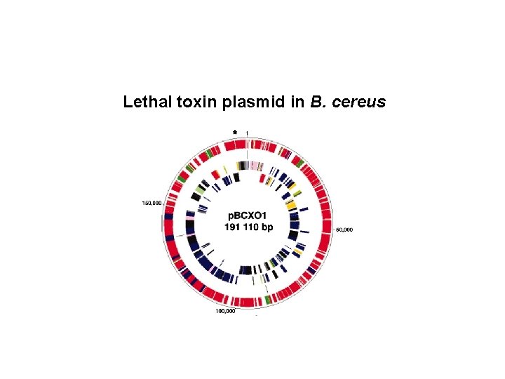 Fig. 1. (A-B) Circular representations of the plasmids of B. cereus G 9241 Lethal