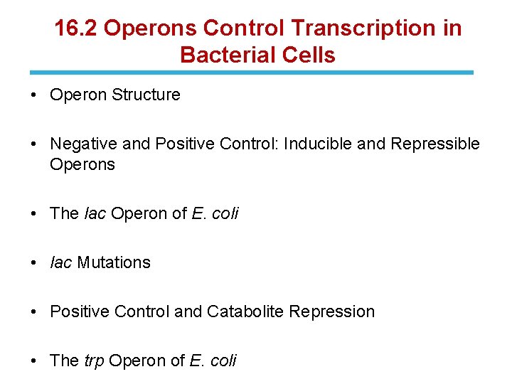 16. 2 Operons Control Transcription in Bacterial Cells • Operon Structure • Negative and
