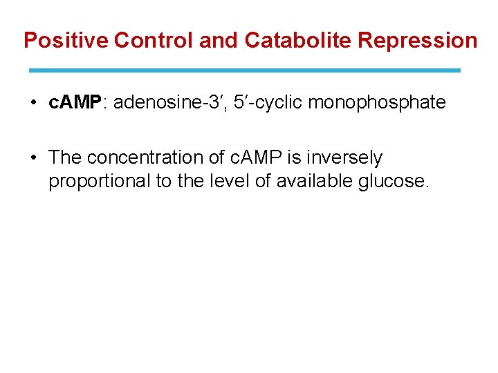 Positive Control and Catabolite Repression • c. AMP: adenosine-3′, 5′-cyclic monophosphate • The concentration