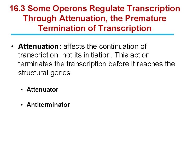 16. 3 Some Operons Regulate Transcription Through Attenuation, the Premature Termination of Transcription •
