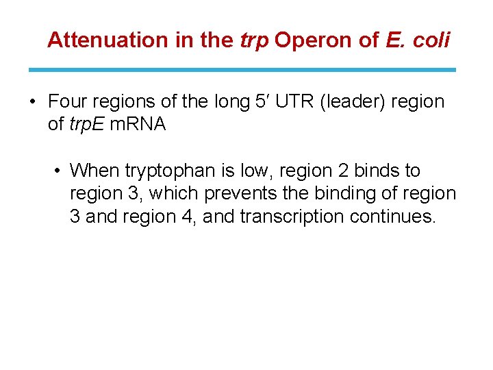Attenuation in the trp Operon of E. coli • Four regions of the long