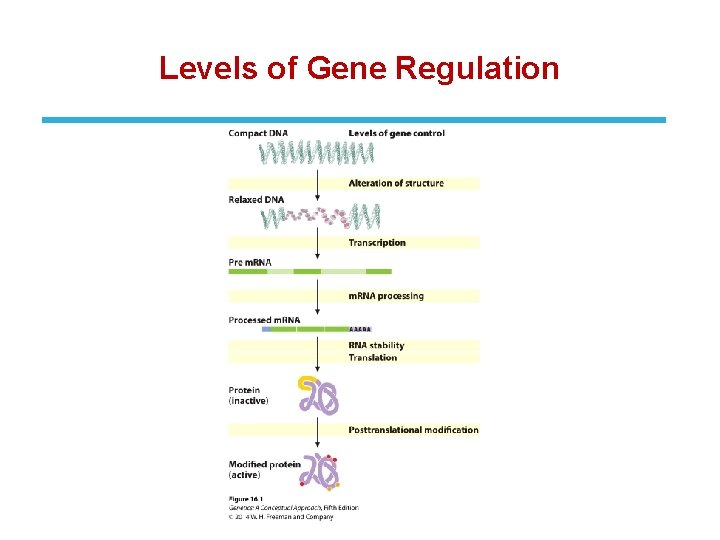 Levels of Gene Regulation 