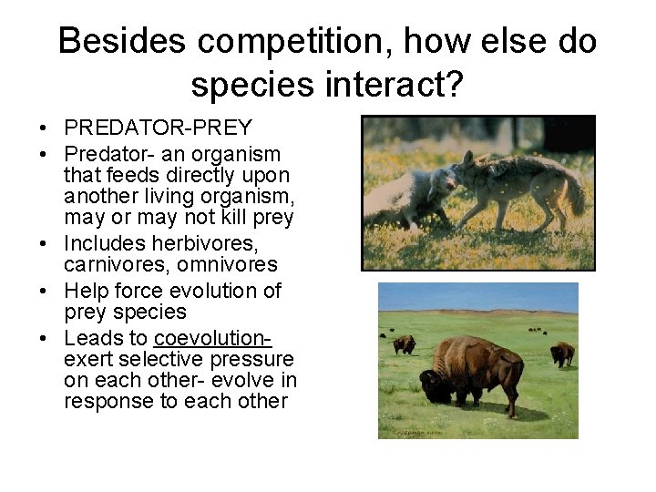 Besides competition, how else do species interact? • PREDATOR-PREY • Predator- an organism that