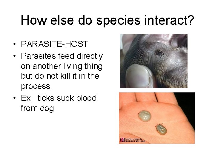 How else do species interact? • PARASITE-HOST • Parasites feed directly on another living