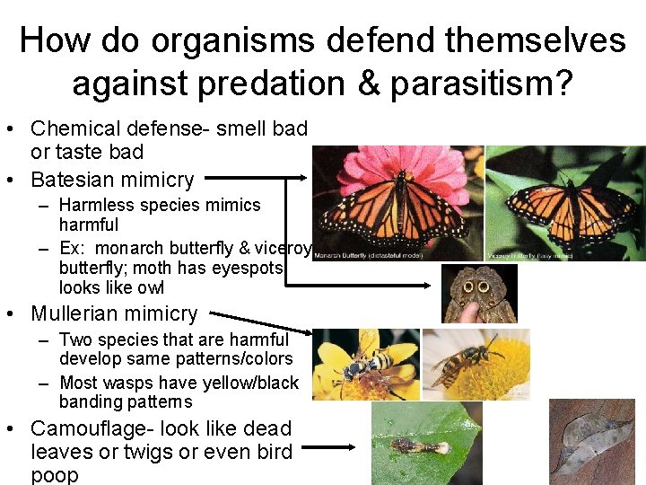 How do organisms defend themselves against predation & parasitism? • Chemical defense- smell bad