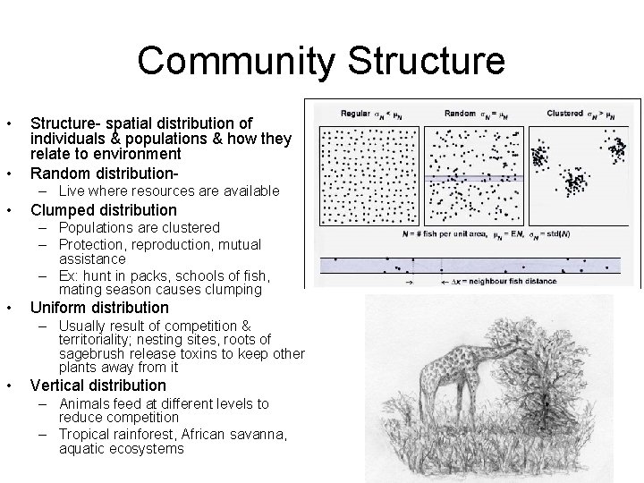 Community Structure • • Structure- spatial distribution of individuals & populations & how they
