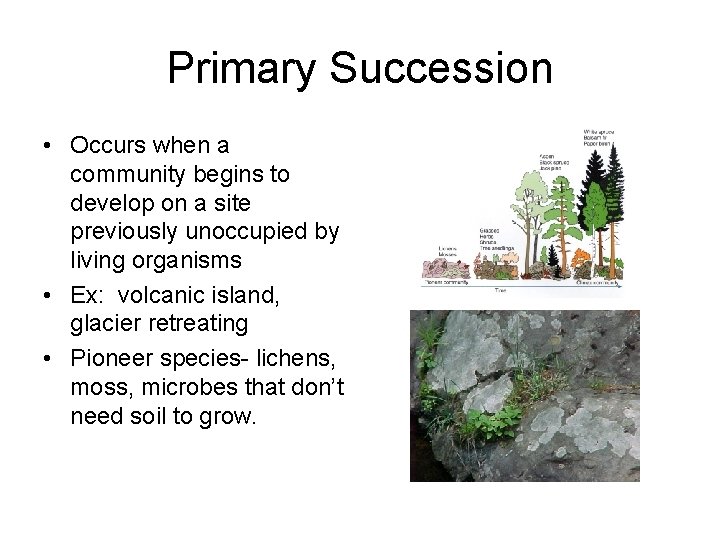 Primary Succession • Occurs when a community begins to develop on a site previously