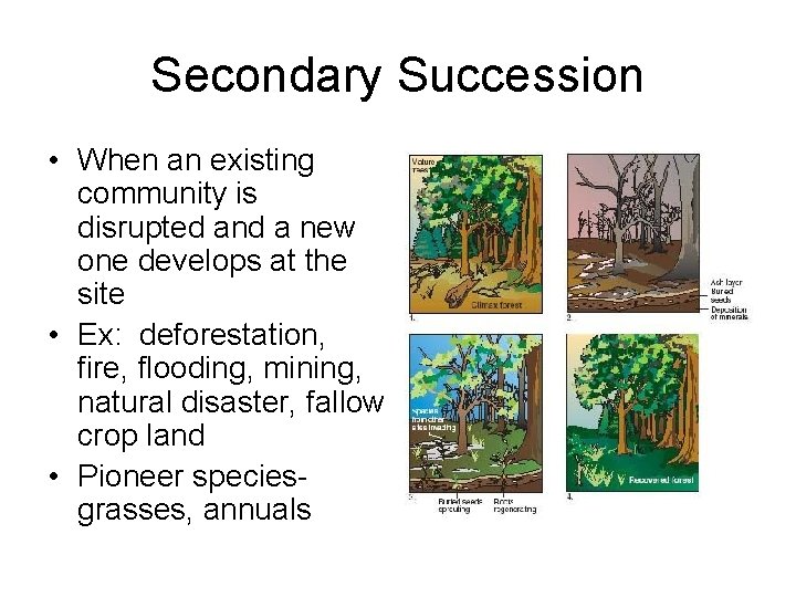 Secondary Succession • When an existing community is disrupted and a new one develops