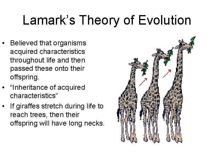 Lamark’s Theory of Evolution • Believed that organisms acquired characteristics throughout life and then