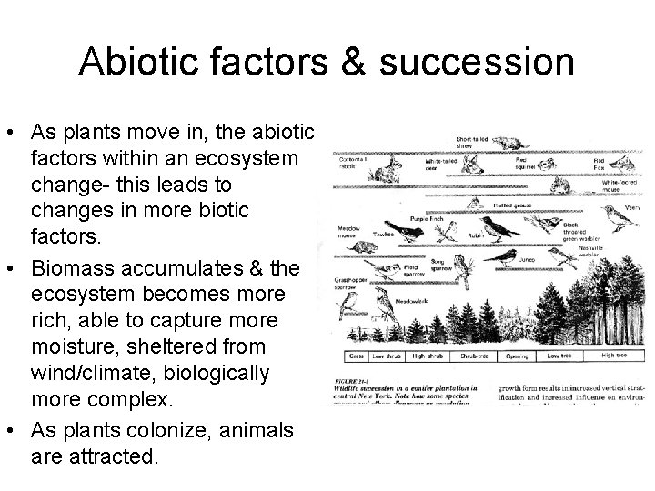 Abiotic factors & succession • As plants move in, the abiotic factors within an