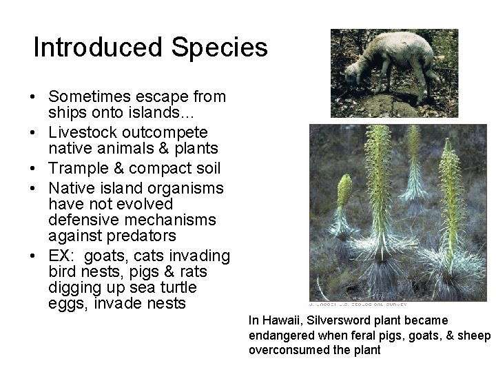 Introduced Species • Sometimes escape from ships onto islands… • Livestock outcompete native animals