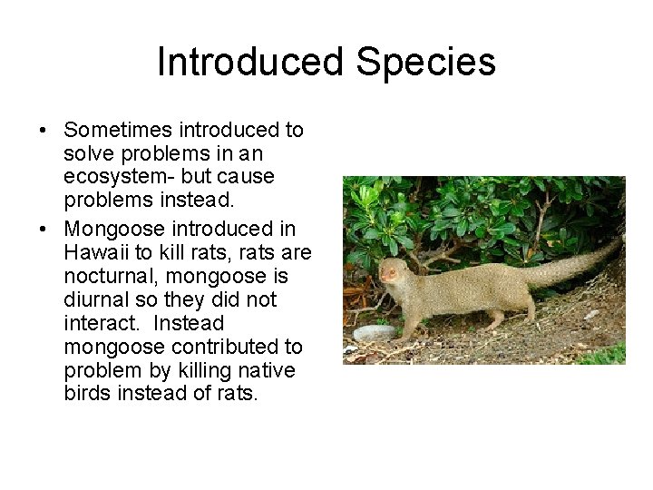 Introduced Species • Sometimes introduced to solve problems in an ecosystem- but cause problems