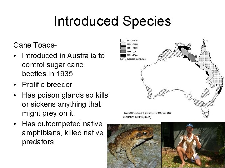 Introduced Species Cane Toads • Introduced in Australia to control sugar cane beetles in