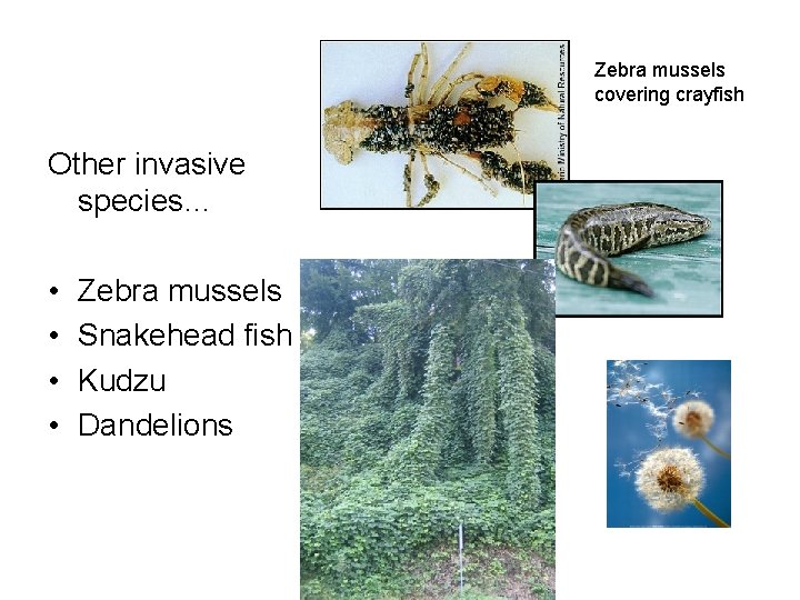 Zebra mussels covering crayfish Other invasive species… • • Zebra mussels Snakehead fish Kudzu