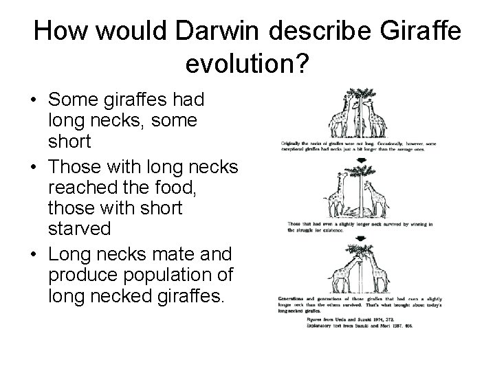 How would Darwin describe Giraffe evolution? • Some giraffes had long necks, some short