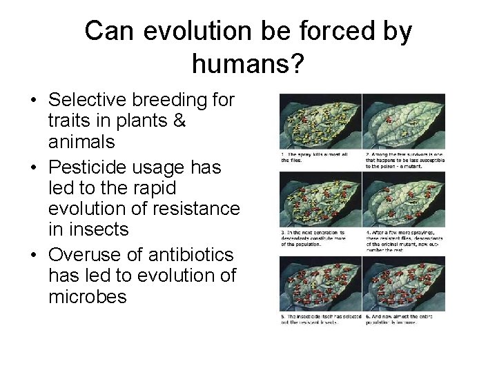 Can evolution be forced by humans? • Selective breeding for traits in plants &