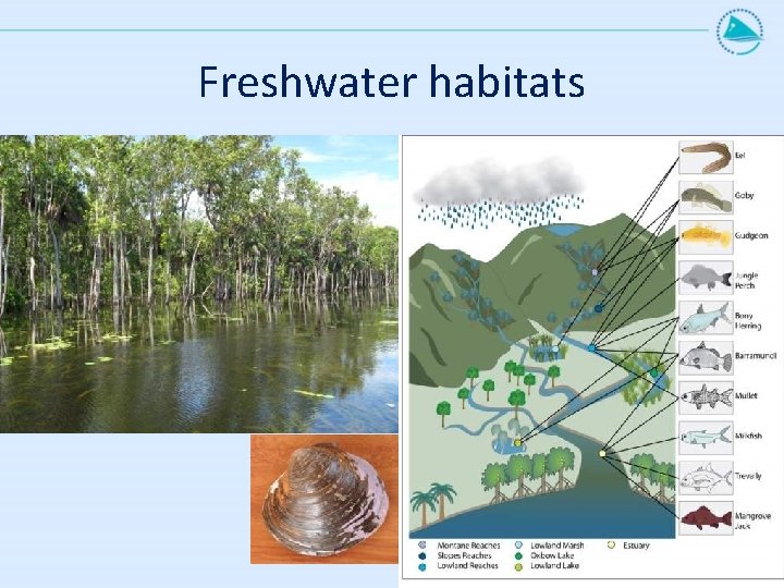 Freshwater habitats 