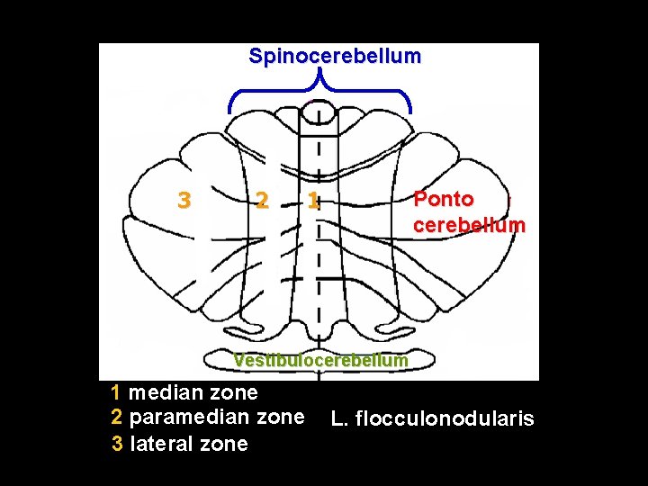 Spinocerebellum 3 2 1 Ponto cerebellum Vestibulocerebellum 1 median zone 2 paramedian zone 3