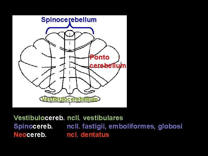 Spinocerebellum Ponto cerebellum Vestibulocereb. ncll. vestibulares Spinocereb. ncll. fastigii, emboliformes, globosi Neocereb. ncl. dentatus