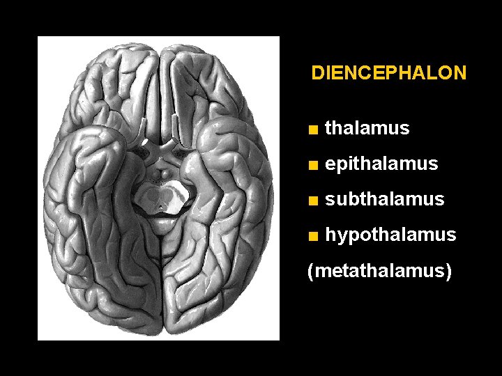DIENCEPHALON ■ thalamus ■ epithalamus ■ subthalamus ■ hypothalamus (metathalamus) 