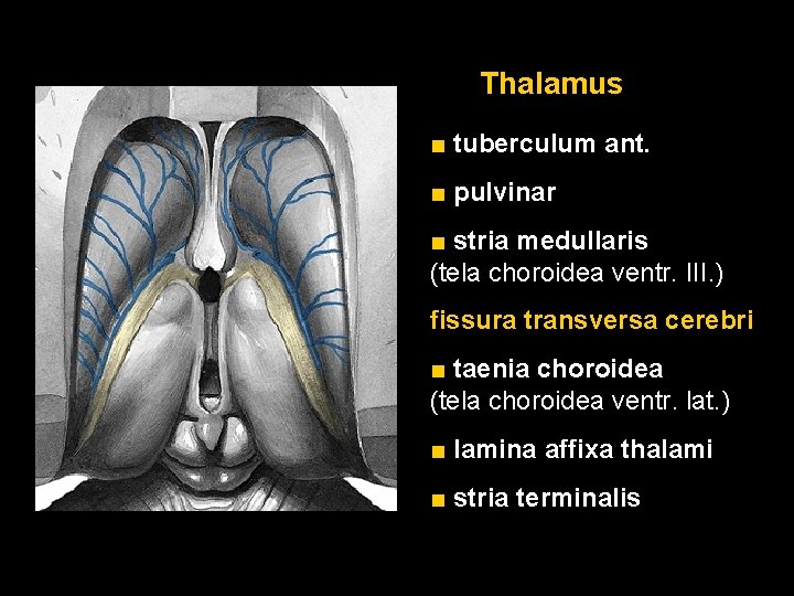 Thalamus ■ tuberculum ant. ■ pulvinar ■ stria medullaris (tela choroidea ventr. III. )