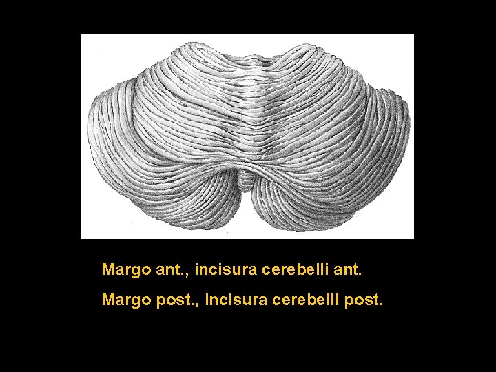 Margo ant. , incisura cerebelli ant. Margo post. , incisura cerebelli post. 