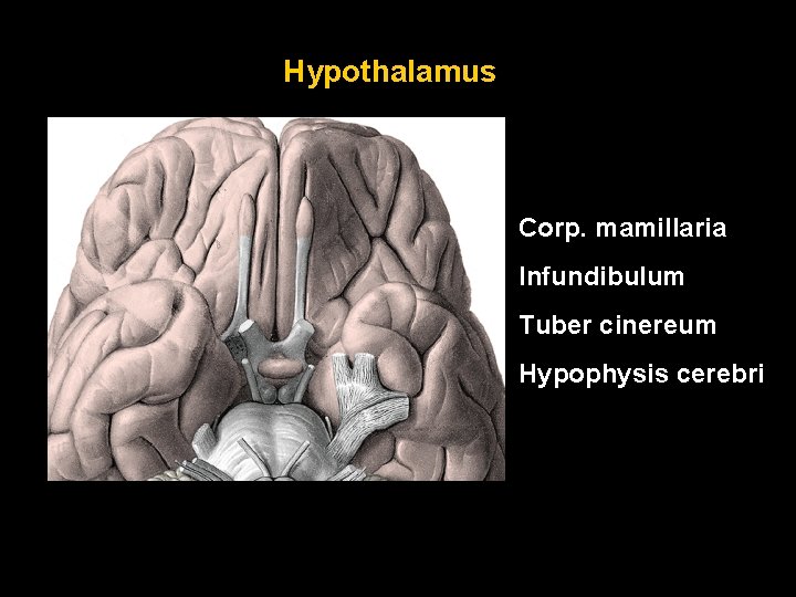 Hypothalamus Corp. mamillaria Infundibulum Tuber cinereum Hypophysis cerebri 