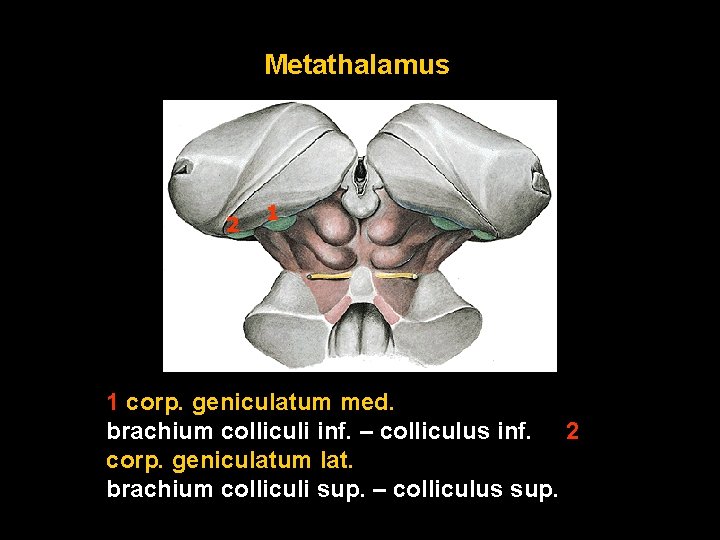 Metathalamus 2 1 1 corp. geniculatum med. brachium colliculi inf. – colliculus inf. 2