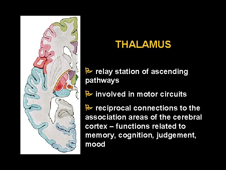 THALAMUS relay station of ascending pathways involved in motor circuits reciprocal connections to the