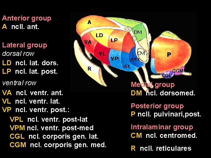 Anterior group A ncll. ant. A LD Lateral group dorsal row LD ncl. lat.