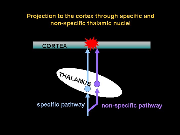 Projection to the cortex through specific and non-specific thalamic nuclei CORTEX THA LAM US