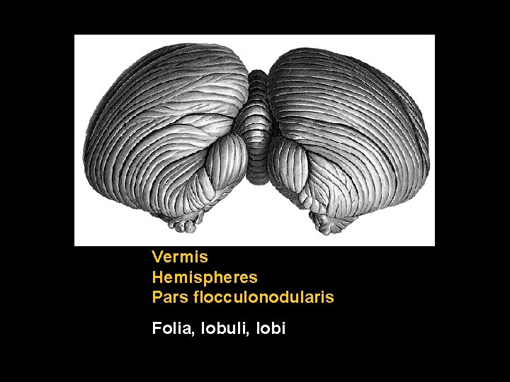 Vermis Hemispheres Pars flocculonodularis Folia, lobuli, lobi 