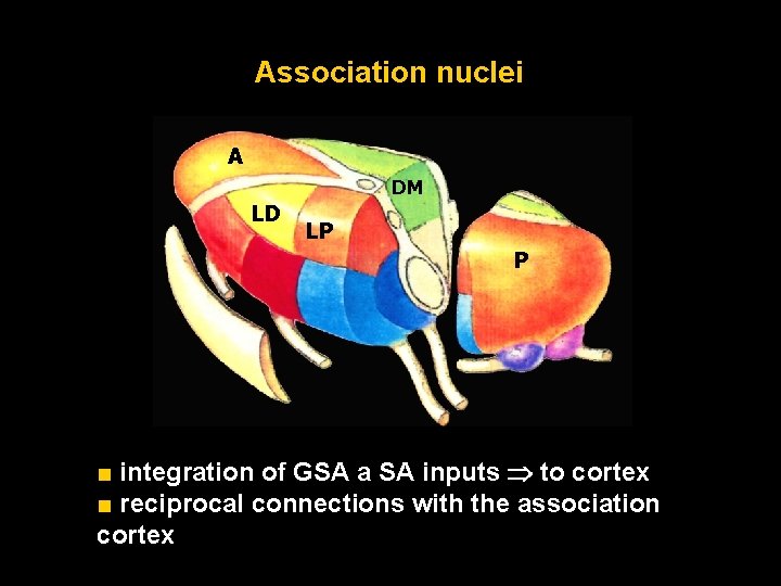 Association nuclei A DM LD LP P ■ integration of GSA a SA inputs