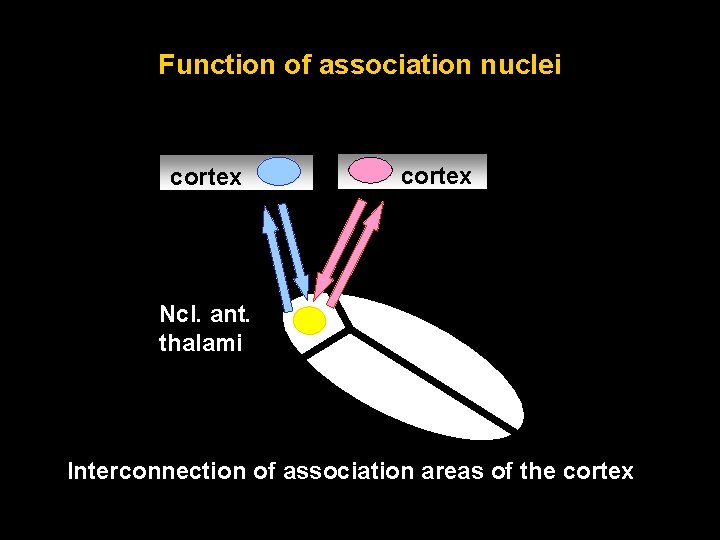 Function of association nuclei cortex Ncl. ant. thalami Interconnection of association areas of the